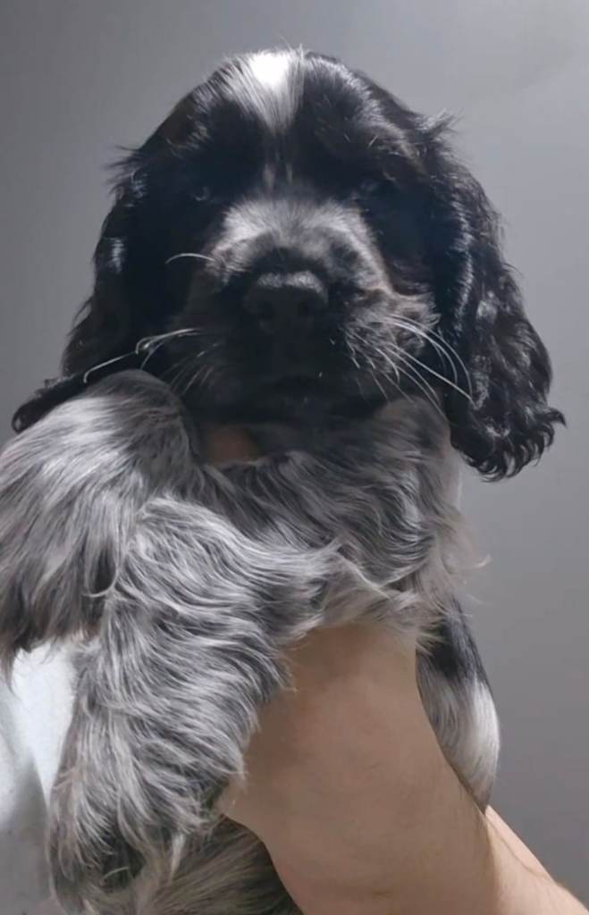Cocker Spaniel Show Type Puppy