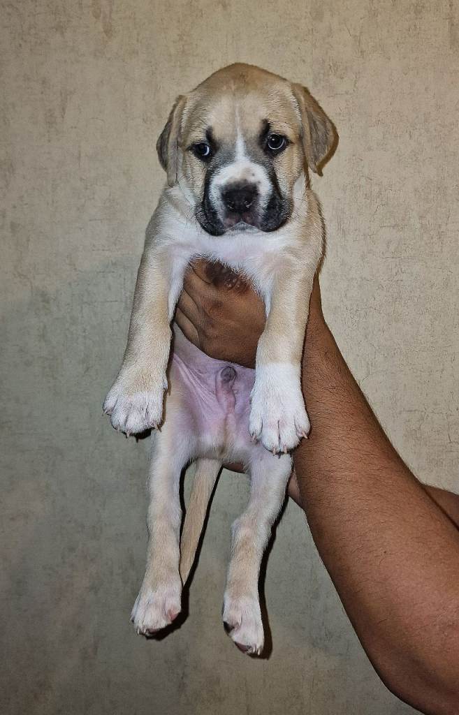 Mastiff puppy for sale