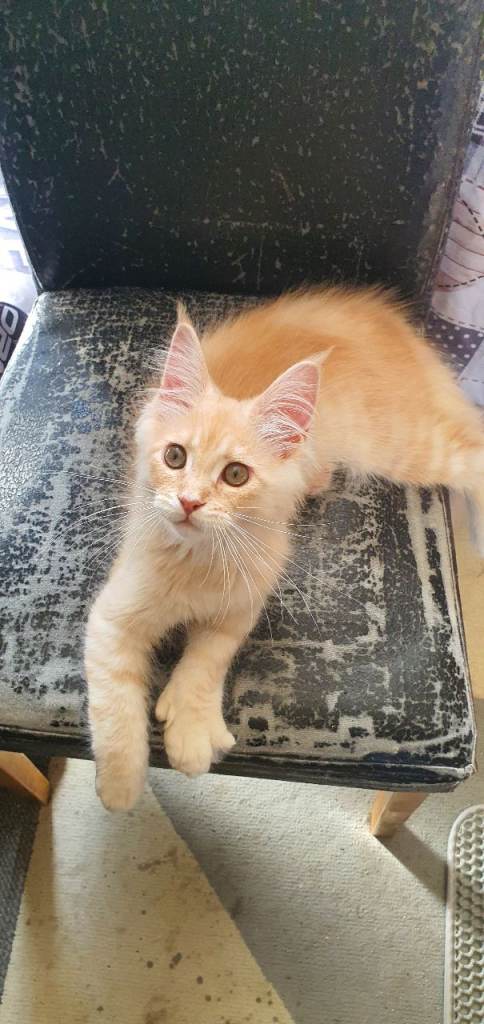 Maine coon kittens 😸 Cream boy left