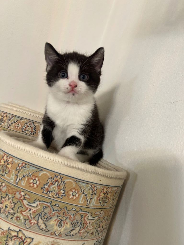 ADORABLE KITTENS FOR SALE!