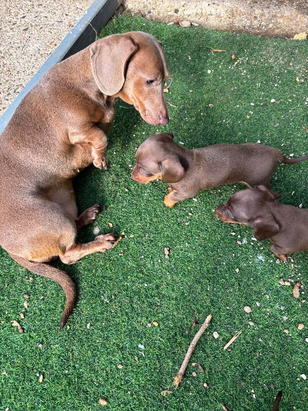 4 beautiful dachshund puppy’s 
