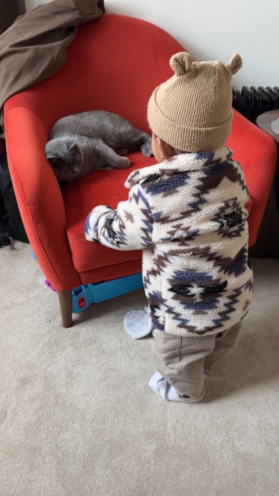 British Shorthair Kitten