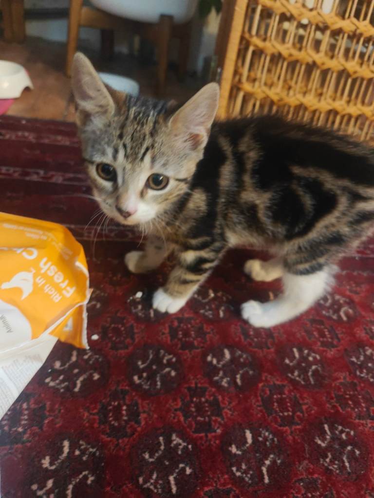 Tabby cat with boots 