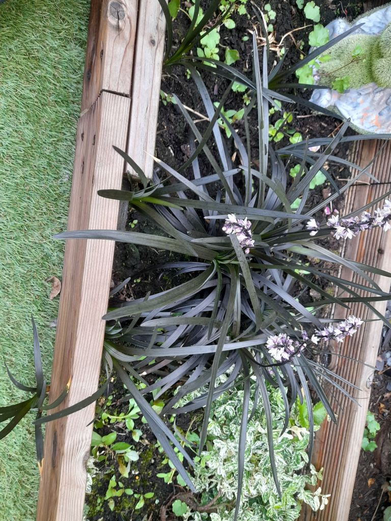 Black Mondo Grass (Ophiopogon planiscapus 'Nigrescens') Plant
