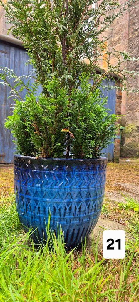 Large established conifer tree, with glazed ceramic pot 