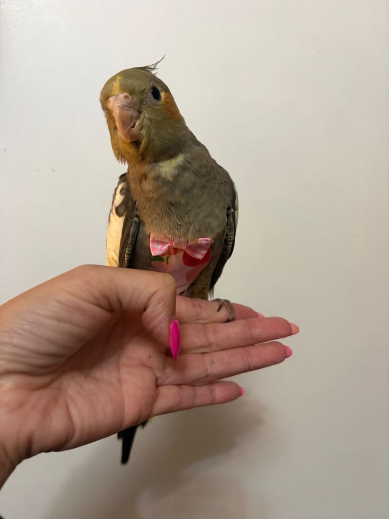 Cockatiel 