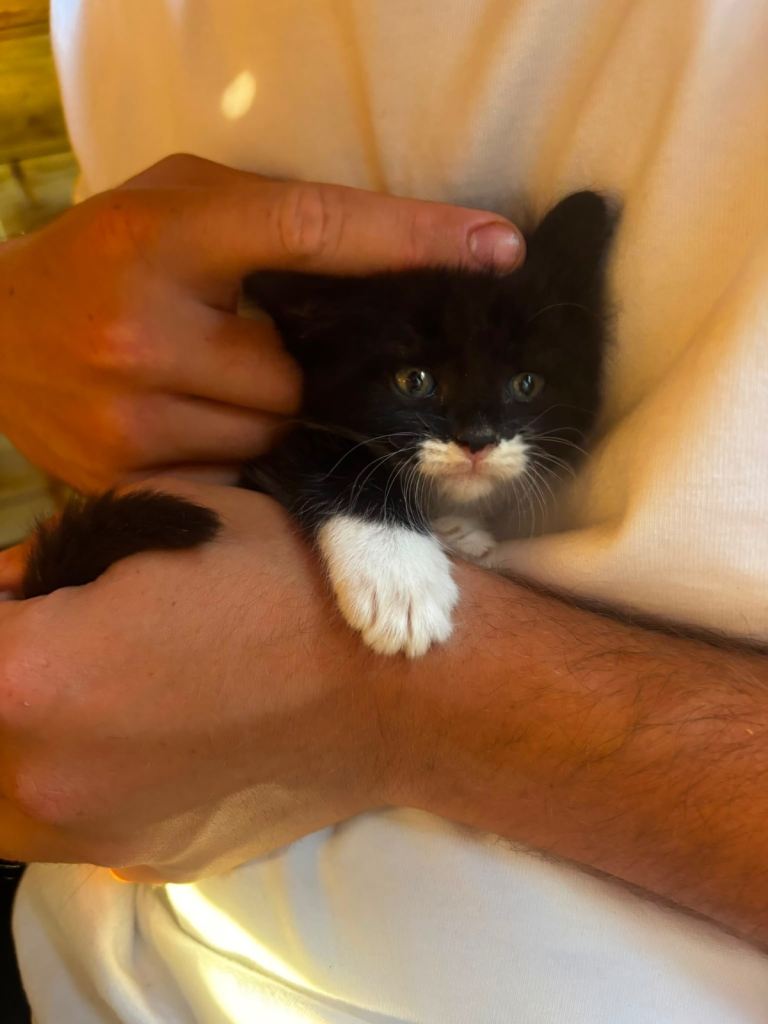 Beautiful kittens available for new homes 