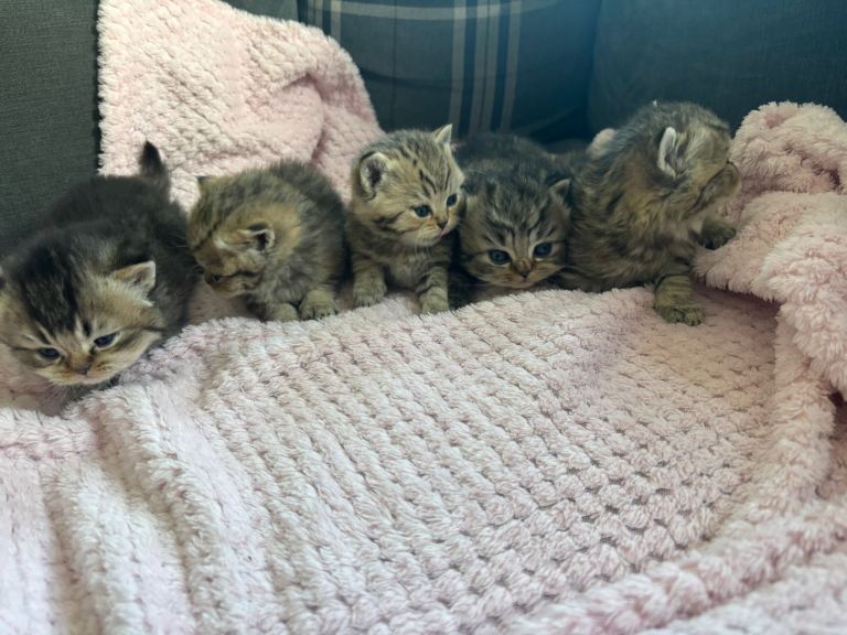 GCCF British shorthair kittens 