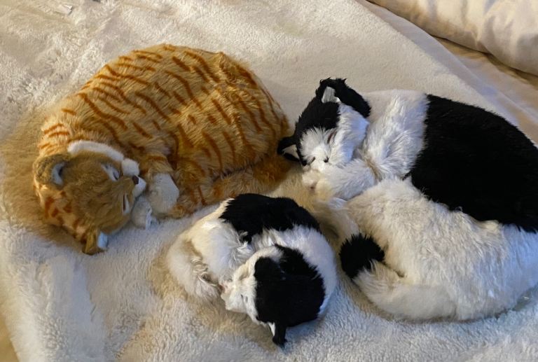 3 x lifelike cat toys sleeping with hard base