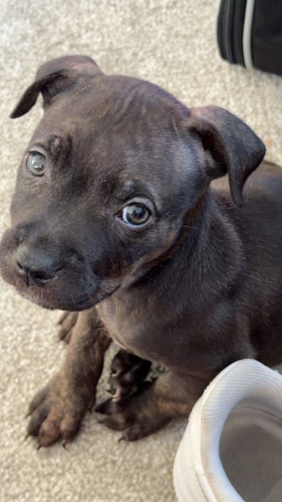 Staffy puppy one left 
