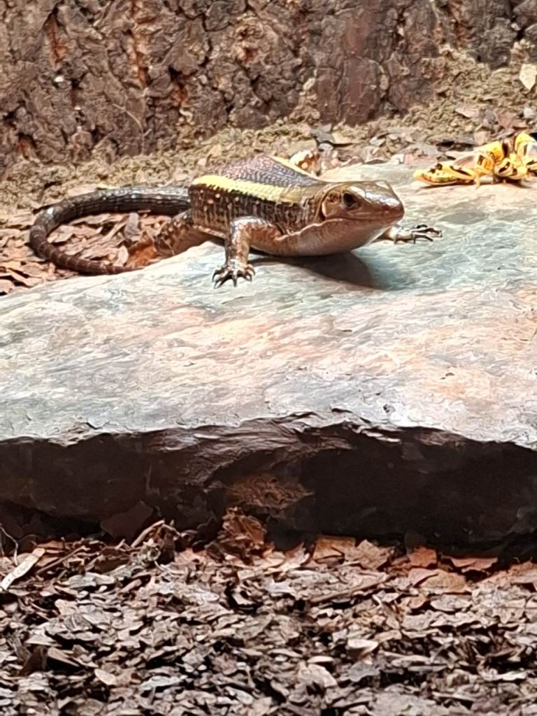 Sudan plated lizard 