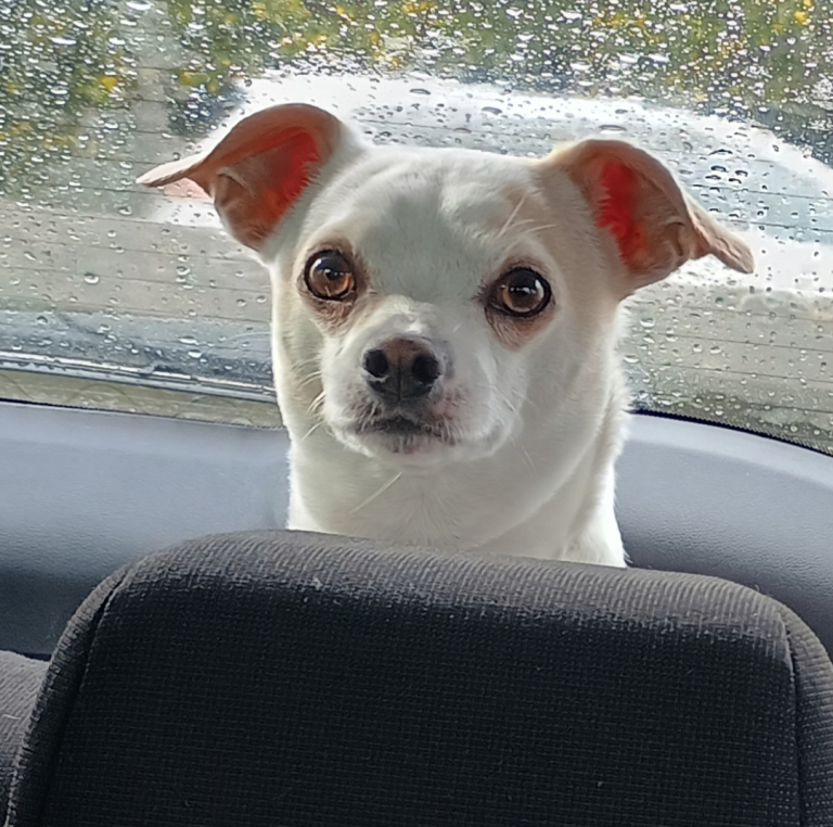 Chihuahua, 5 Years Old - Named Buddy, Who Is Loving and Friendly 