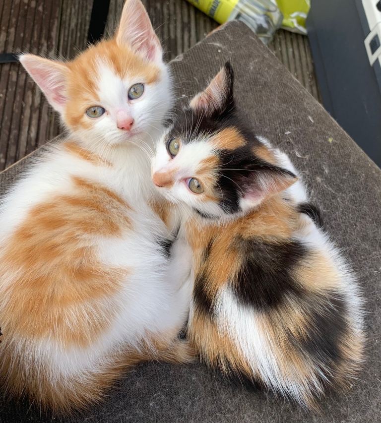 beautiful kittens 