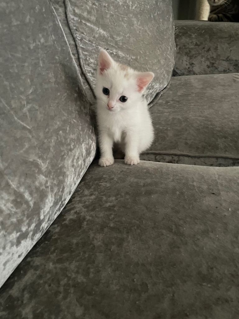 Turkish angora kitten for sale