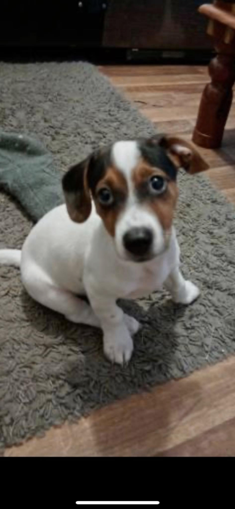 Jack Russell pup 