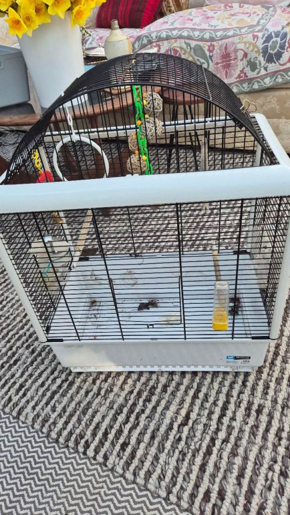 Bird cage 