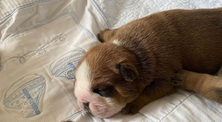English Bulldog Pups Standard Traditional Colour 