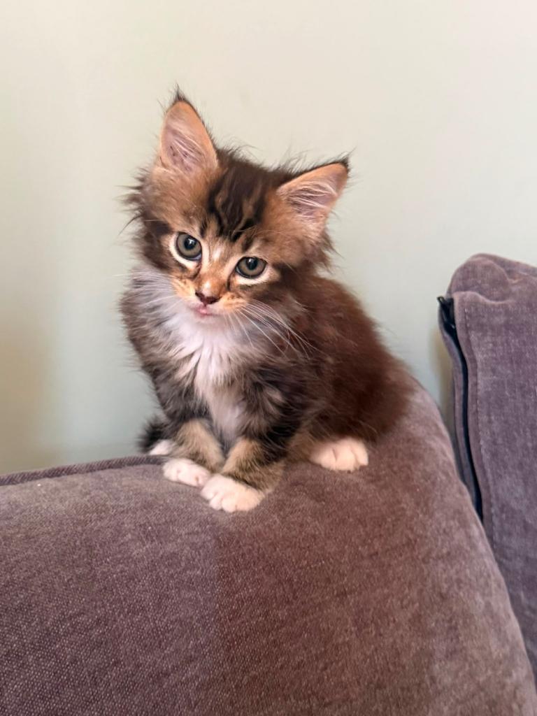 Beautiful Female Maine Coon Mix Kitten – 9 Weeks Old