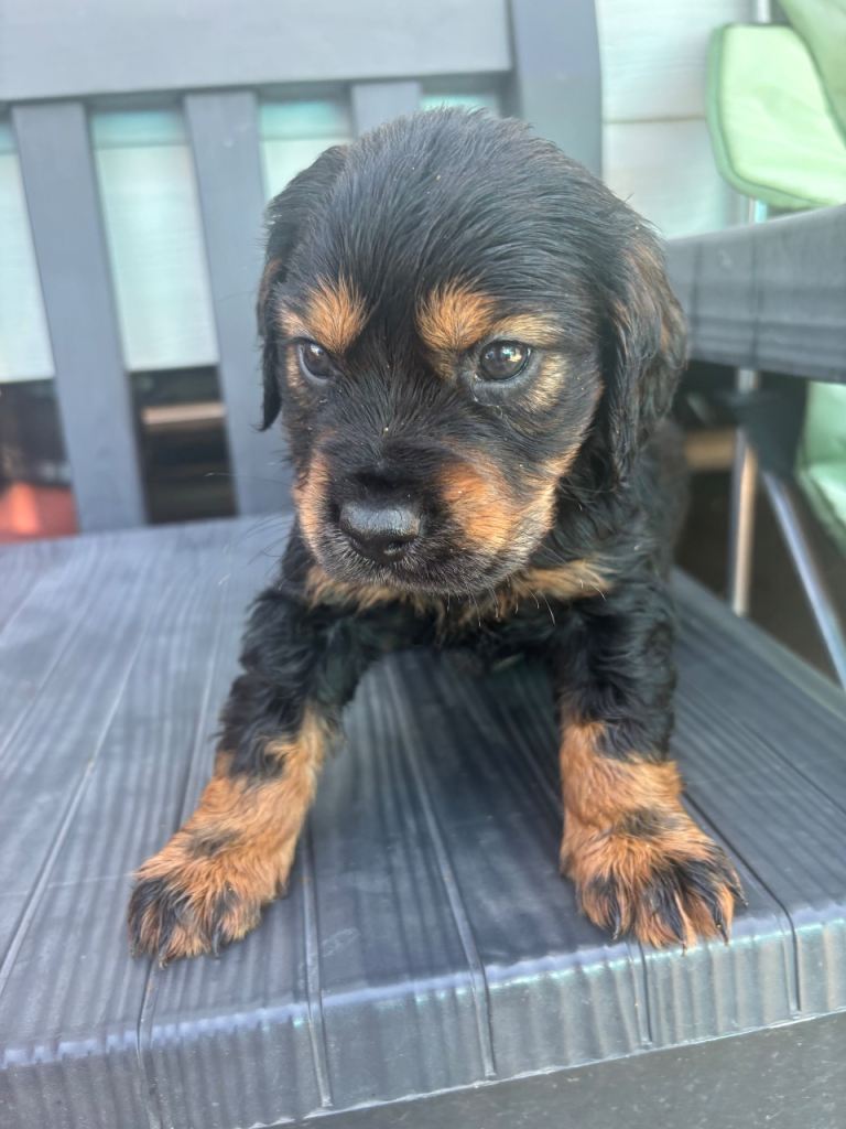 Cocker Spaniel Puppies For Sale