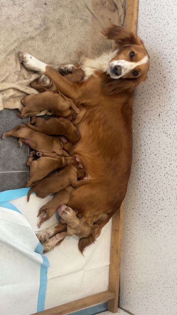 Beautiful Cocker Spaniel Puppies 