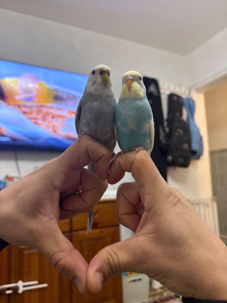 Female Grey Budgie for sale