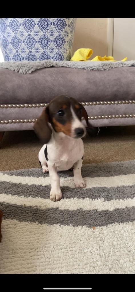 Dachshund