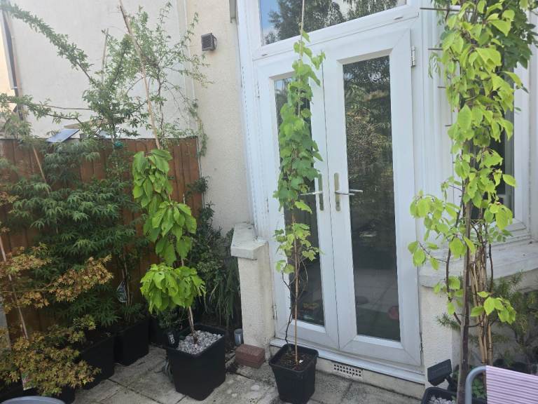 2 meter & 11 litre pot with Grapes grape plant edible fruit plant tree