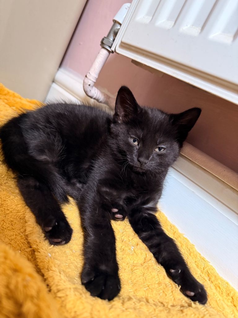 Beautiful gorgeous kitten