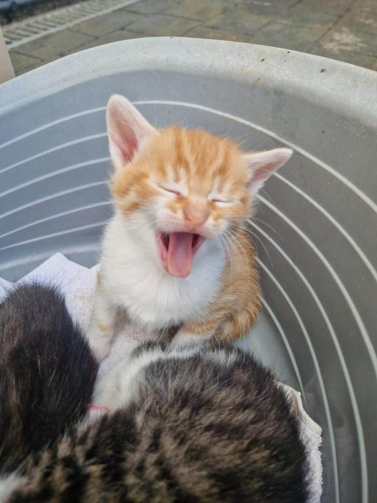 Two lovely boys are looking for a new home