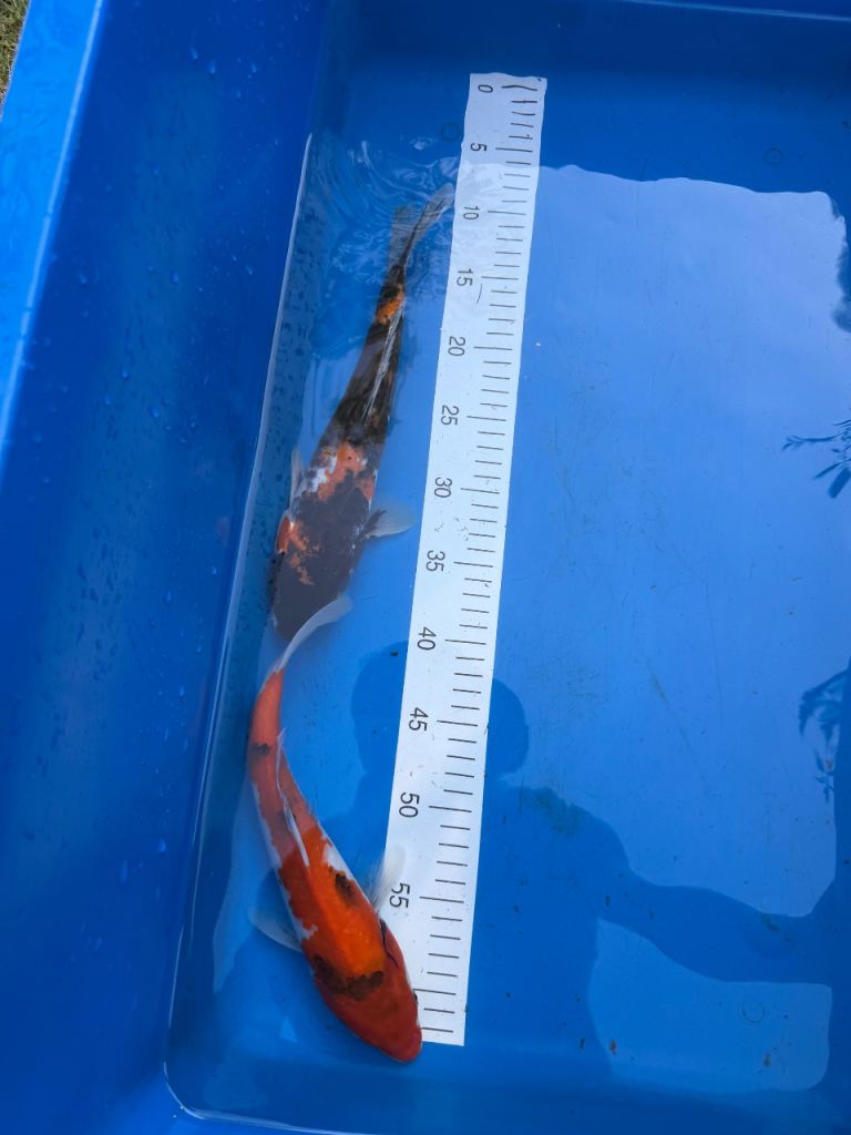 Koi for sale high grade 