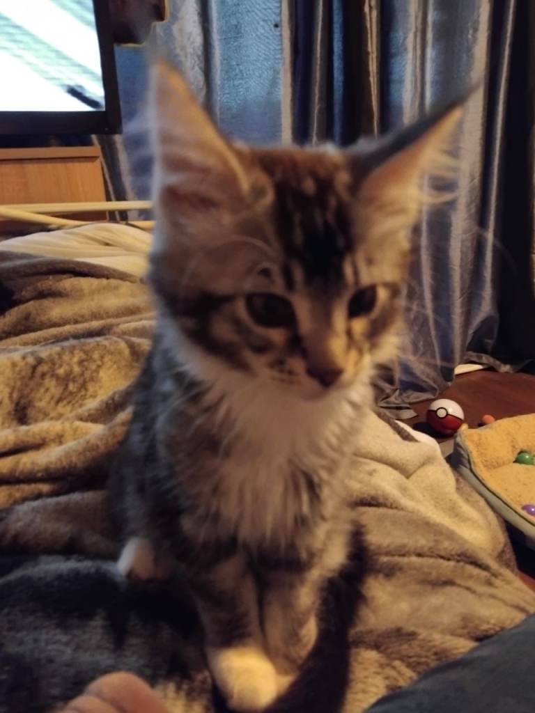 Maincoon full breed 
