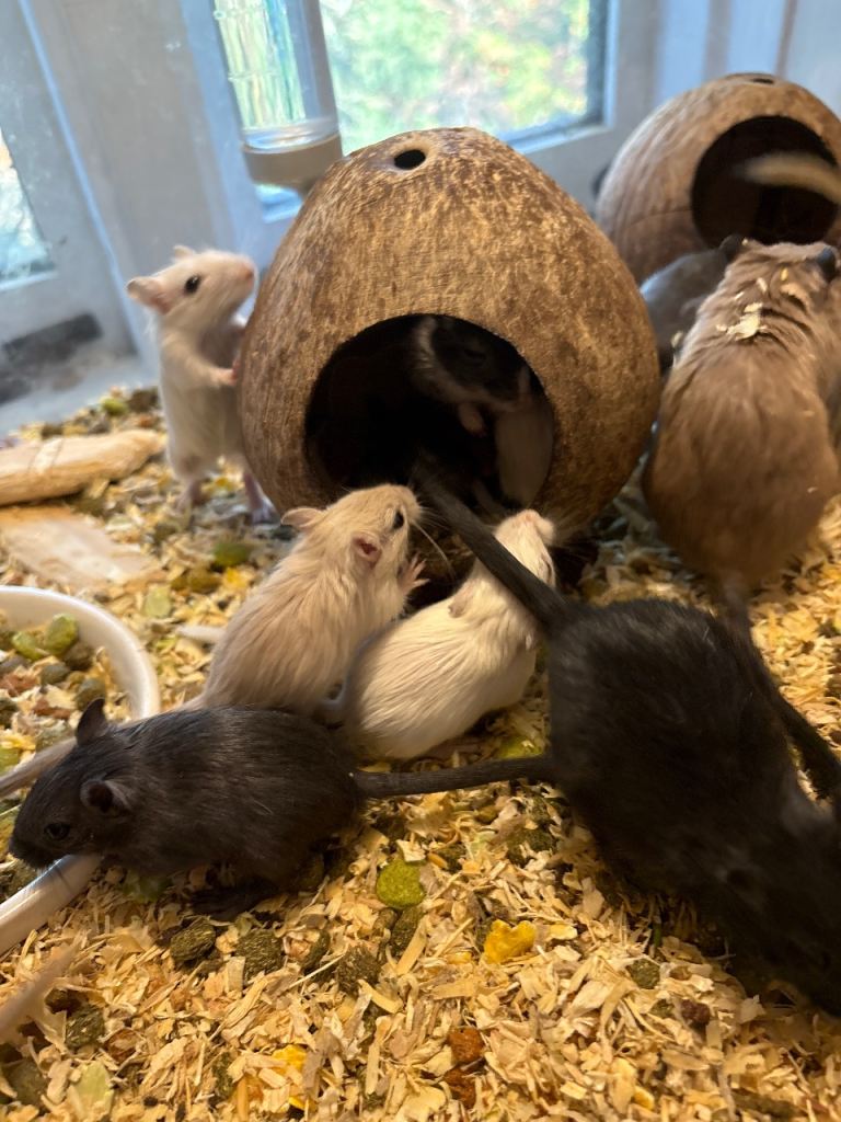 Gerbils for sale