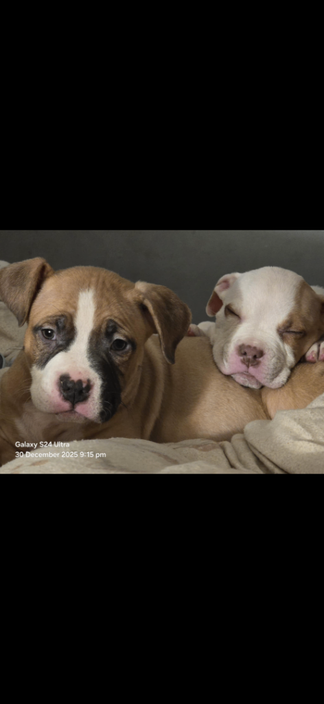 American bully puppies for sale 