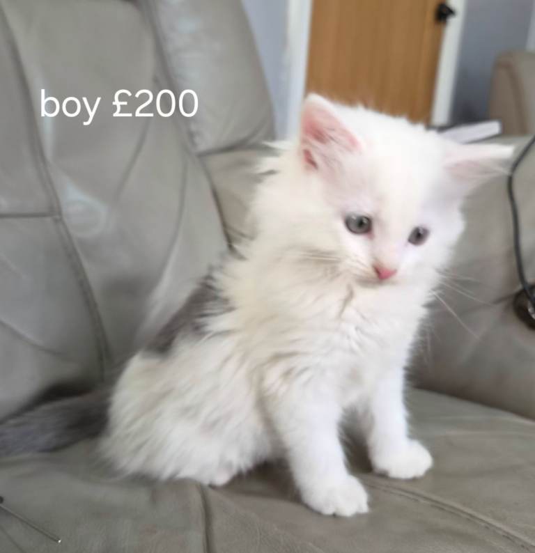 Stunning kittens