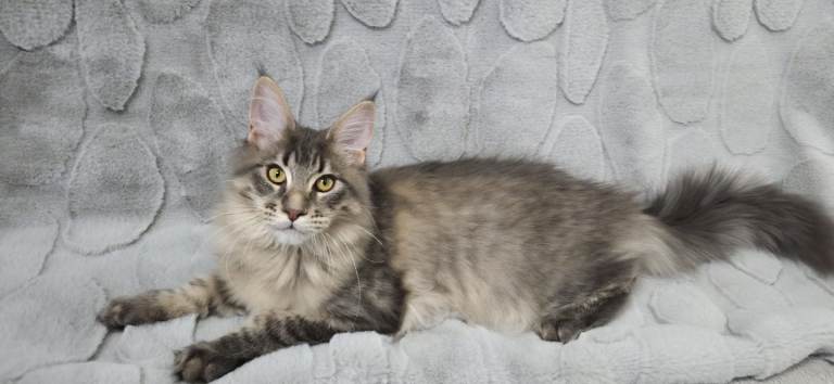 READY TO GO TICA registered maine coon kittens 