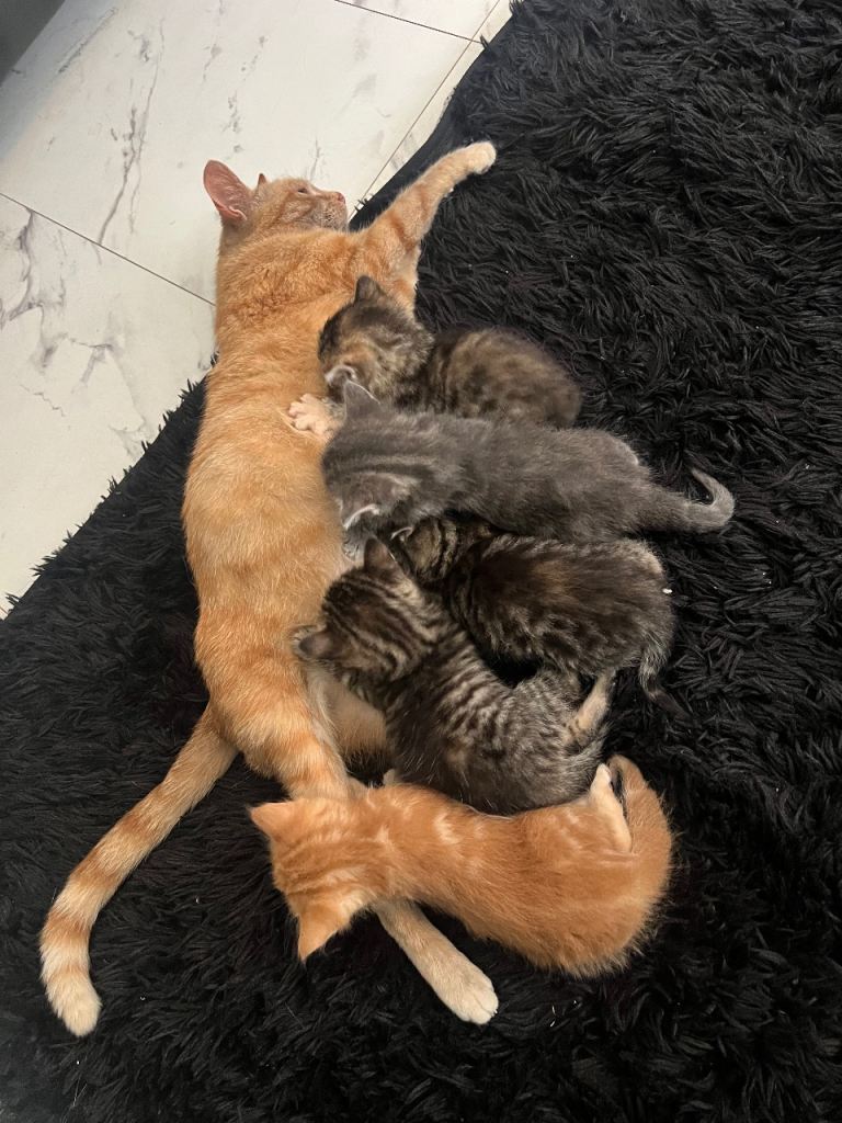2 beautiful kittens - ready now