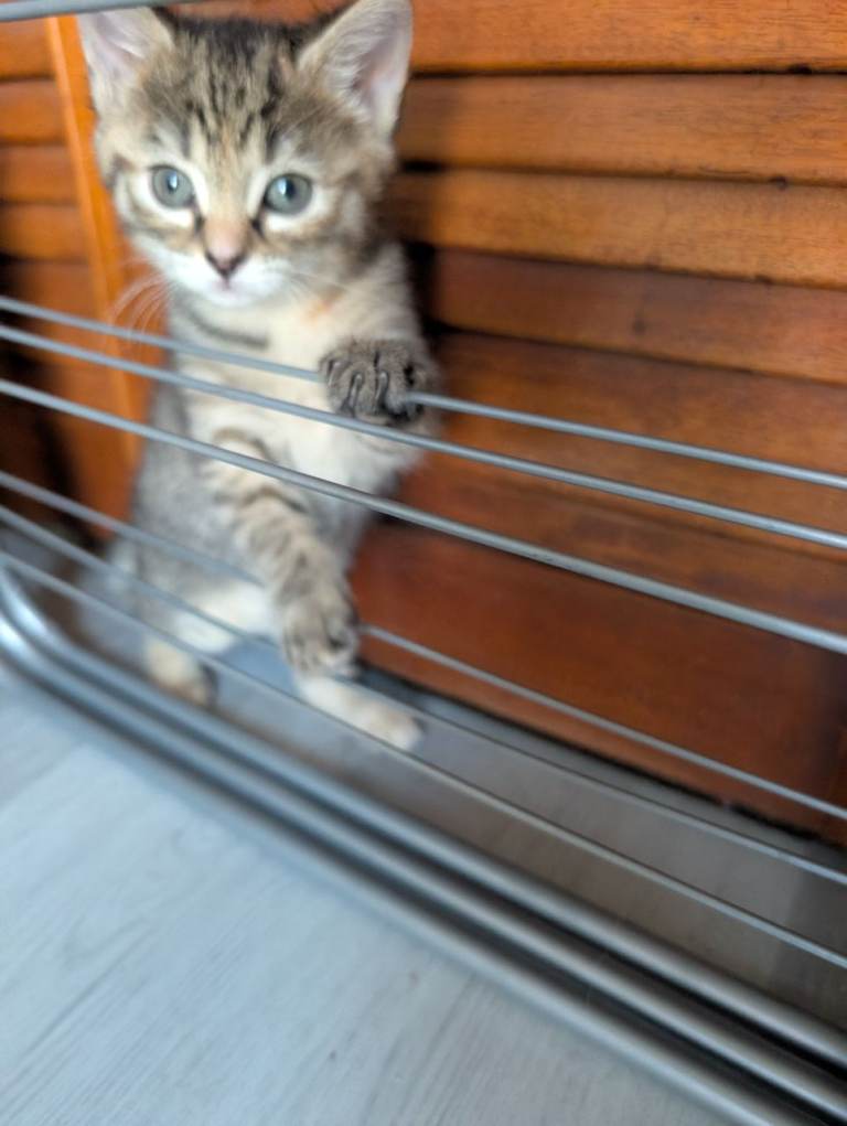 Adorable little ones looking for forever home.