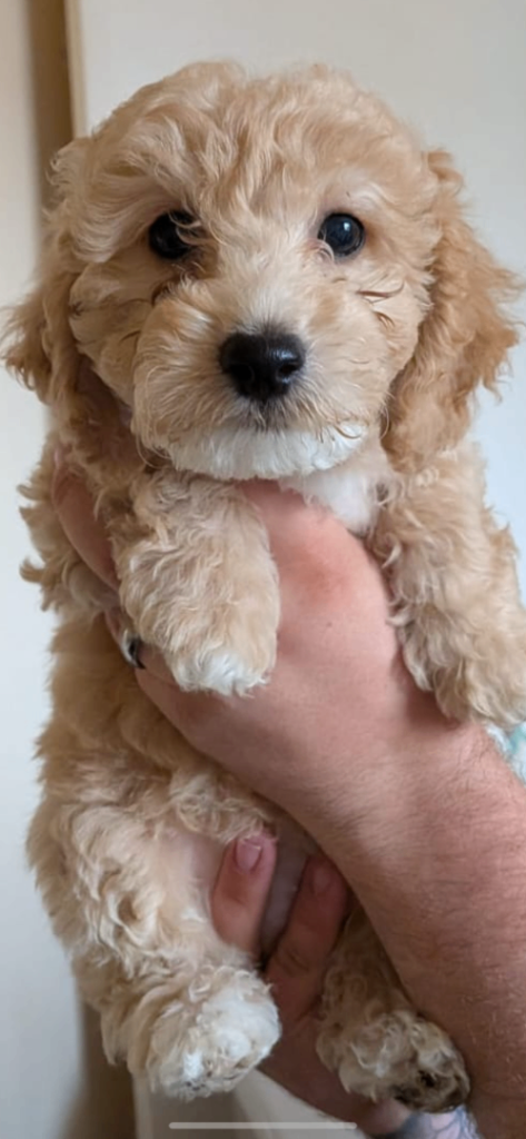 Poochon puppys