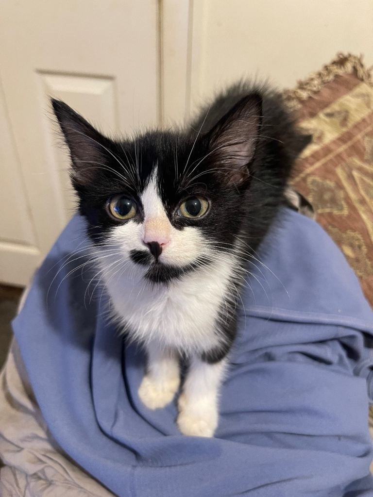 Kittens for sale 