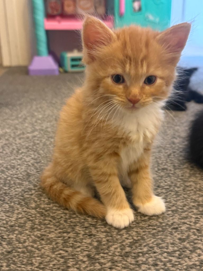Mixed maine coon 5 kittens