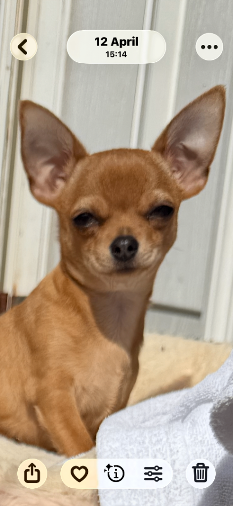 5 month old puppy chihuahua boy