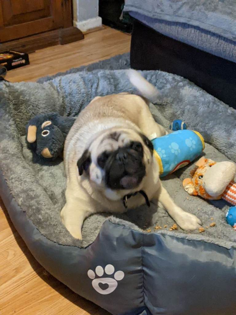 Dog needing forever home 