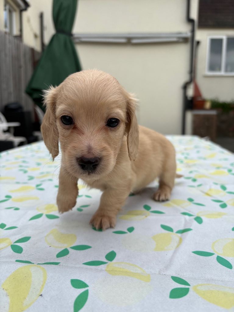 Stunning Pedigree PRA Clear KC Reg Mini Long Haired Dachshund Pups