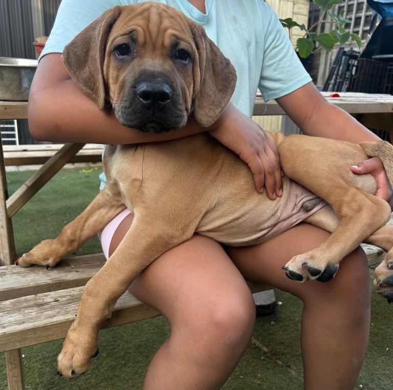 Ready Now - Stunning Cane Corso Cross Puppies ONLY 3 BOYS LEFT