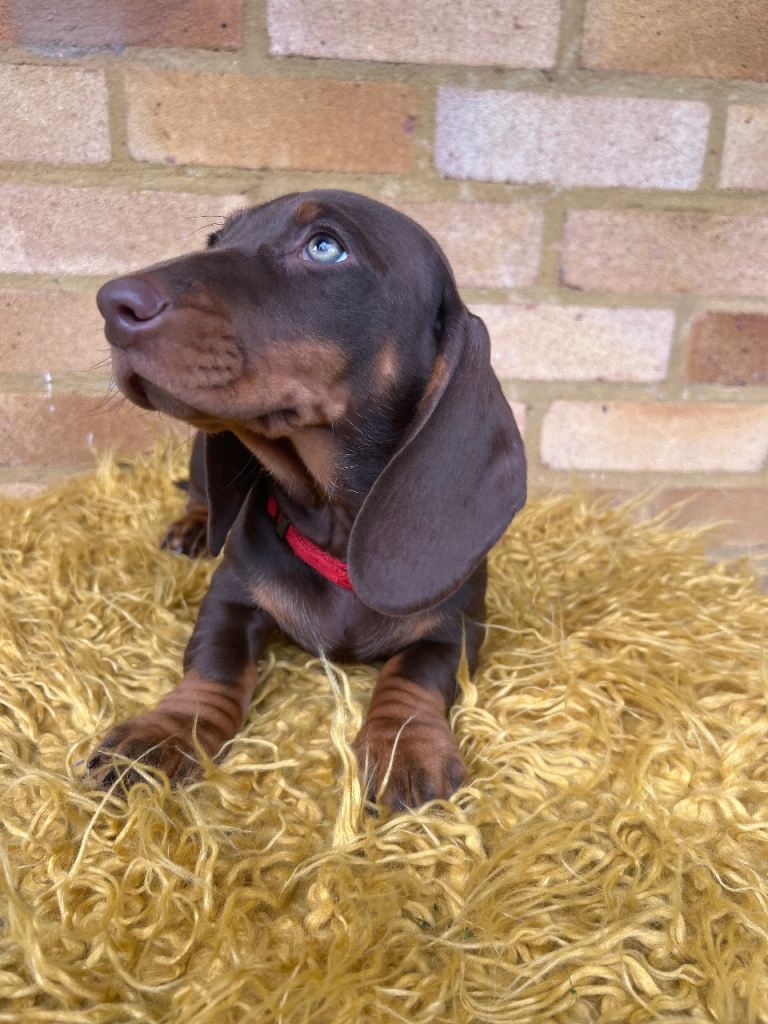 Last GIRL-Standard Dachshund 