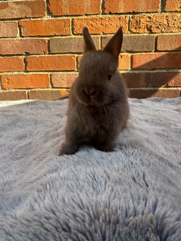 Netherland dwarfs - ready now
