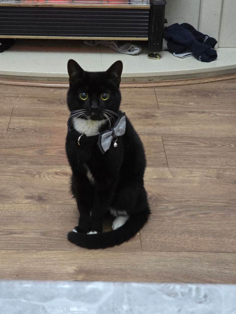 tuxedo cat or bamby breed cat