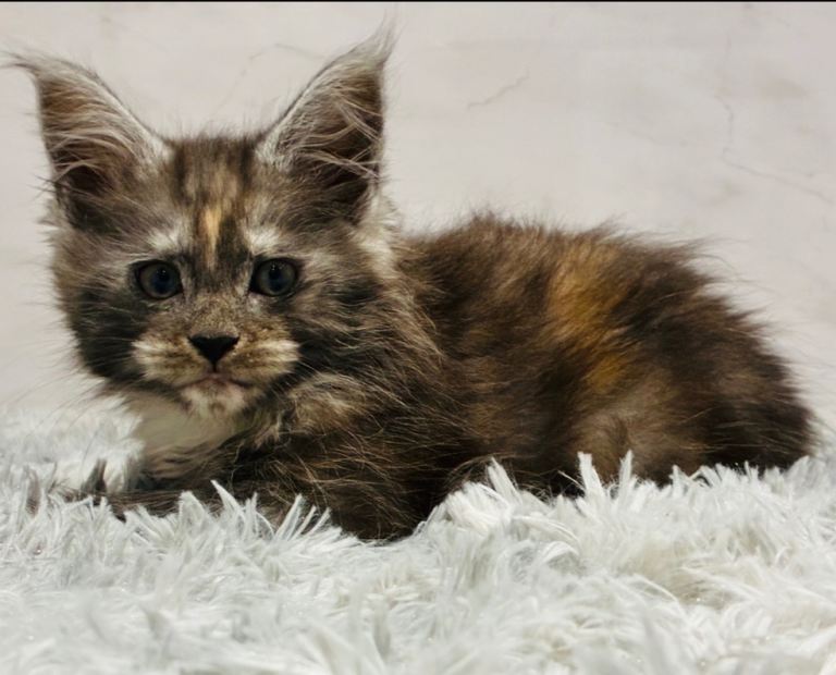 Little Maincoon fluffballs 