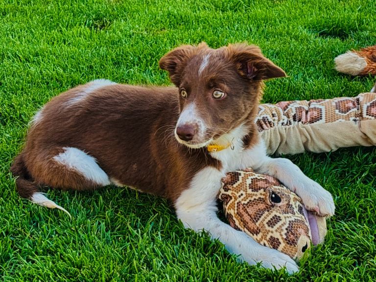 Stunning border collie pups 