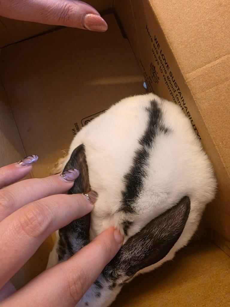 Female baby rabbits 